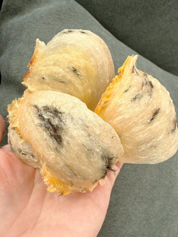 Có nên mua yến giá rẻ? Sự thật bạn cần biết trước khi quyết định 2 yen