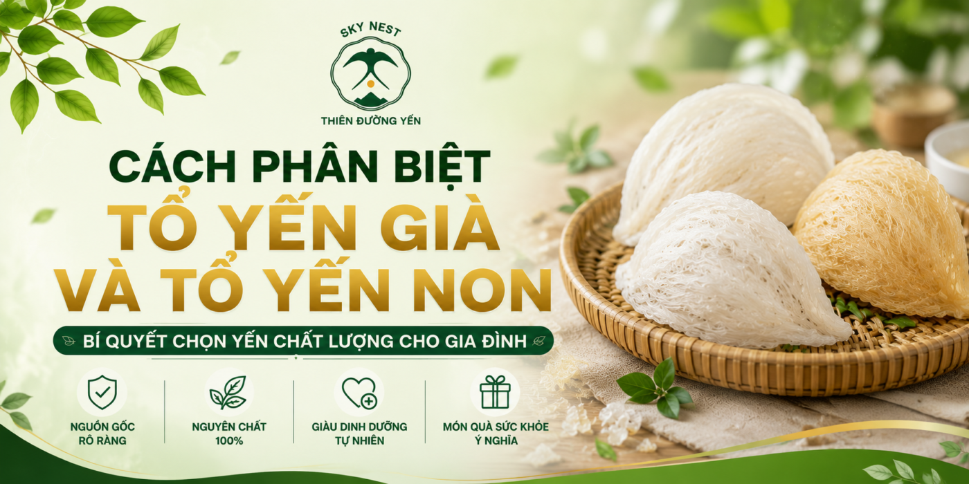 CÁCH PHÂN BIỆT TỔ YẾN GIÀ VÀ TỔ YẾN NON – BÍ QUYẾT CHỌN YẾN CHẤT LƯỢNG 1 sky nest
